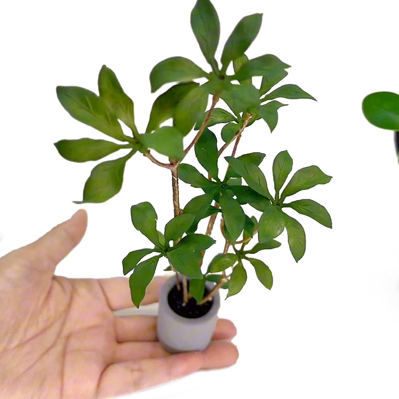 Plantes miniatures en pot pour - Bonsai Gardenia avis et prix